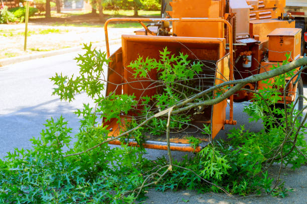 Tree Branch Trimming in Ardmore, AL